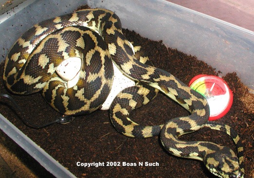 Irian With Eggs
