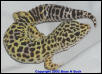 Male High Yellow