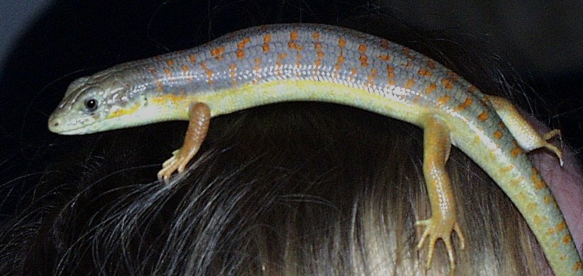 Skinkersaur