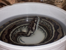 Coastal Carpet Python Soaking Himself