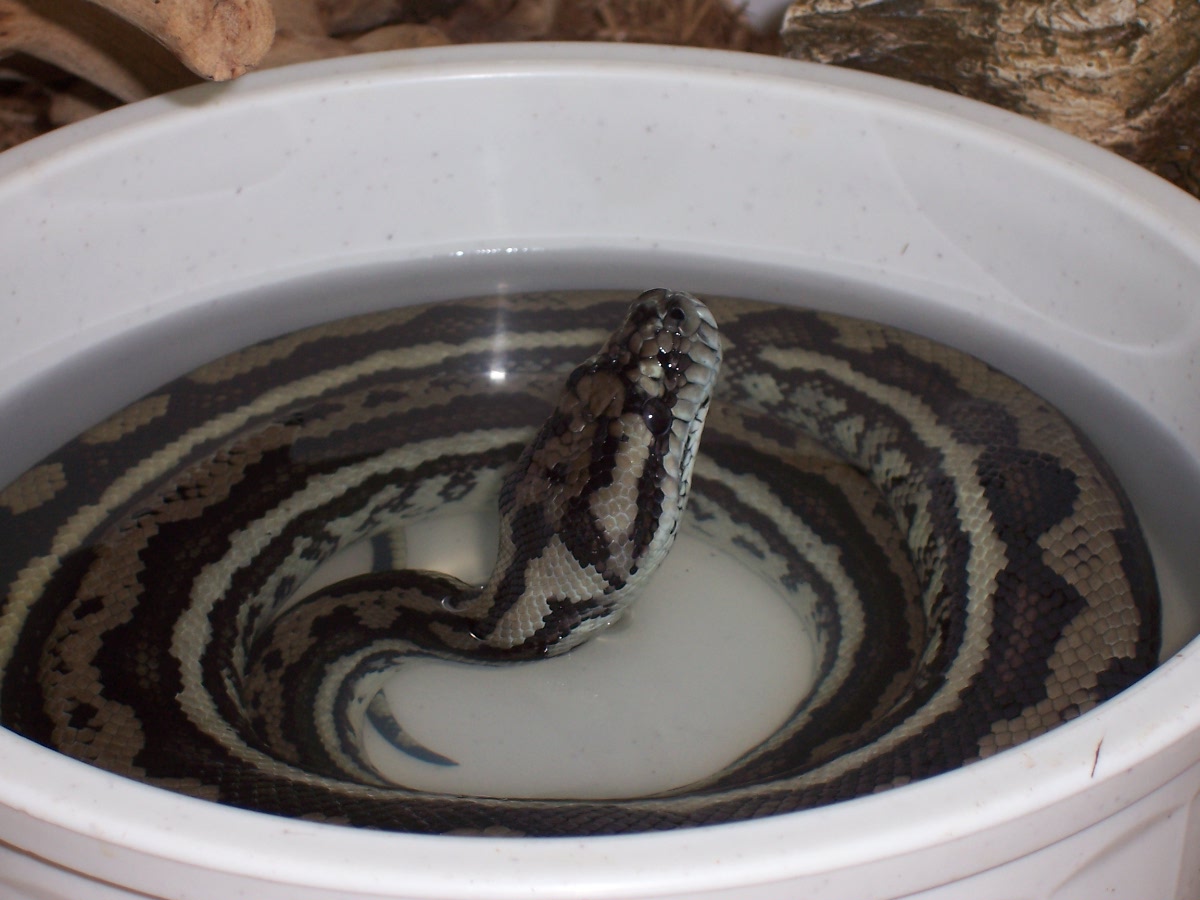 Coastal Carpet Python Soaking Himself