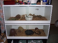 Caging Setup