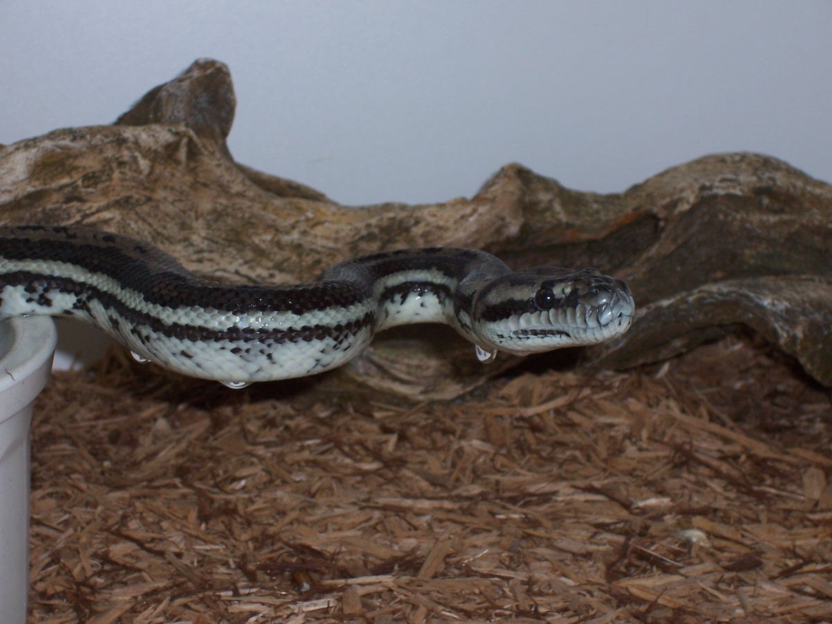 Striped Coastal Carpet Python Coming Out of Water