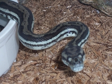Head Shot of Striped Coastal Carpet Python