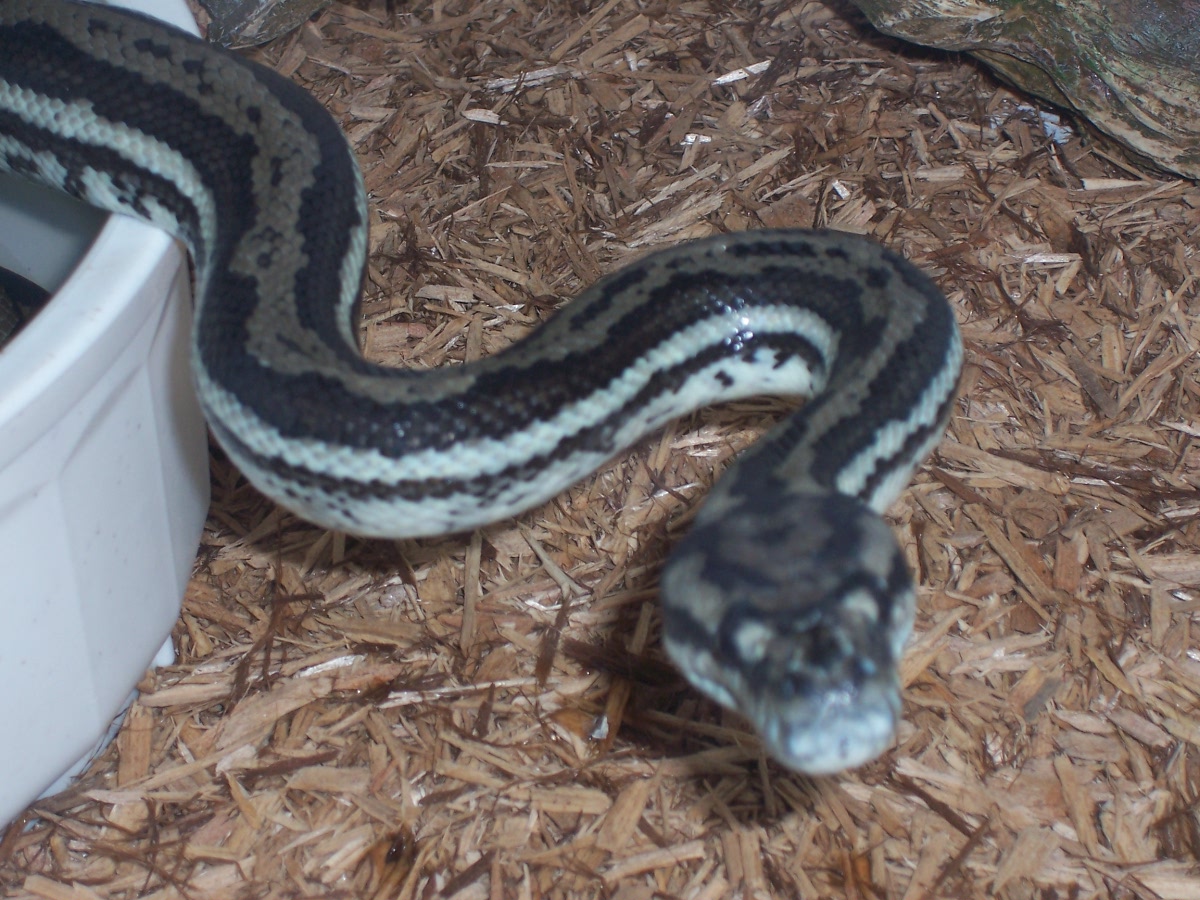 Head Shot of Striped Coastal Carpet Python