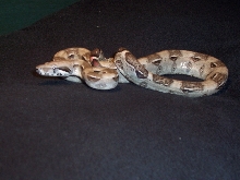 Another Pic. of my Anery Columbian Redtail Boa