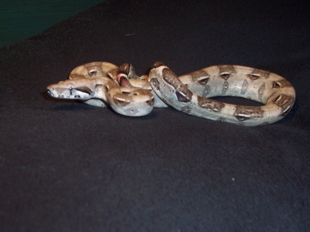 Another Pic. of my Anery Columbian Redtail Boa