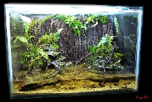 my paludaruim photo 1