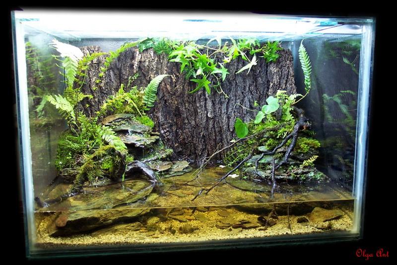 my paludaruim photo 1