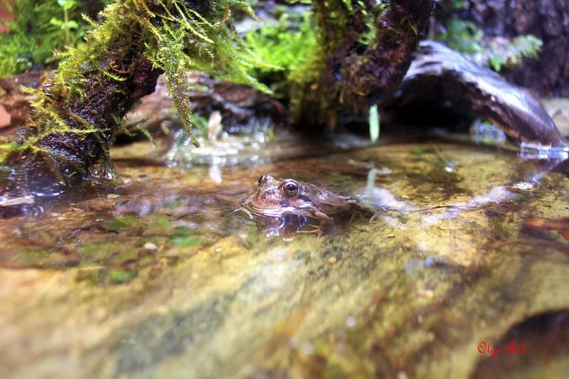 one of my frogs, taking a bath