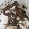 Garter Snake I.D.