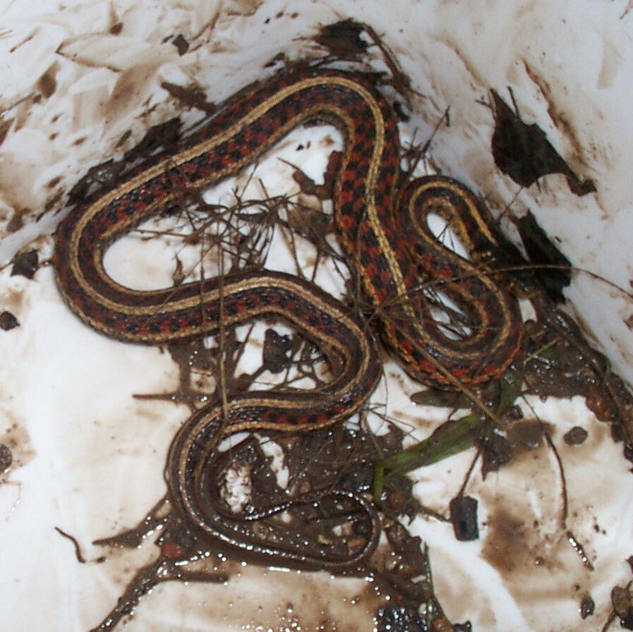 Garter Snake I.D.