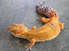 Hypo Tangerine