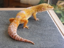 Giant Tangerine Carrottail Jungle Albino