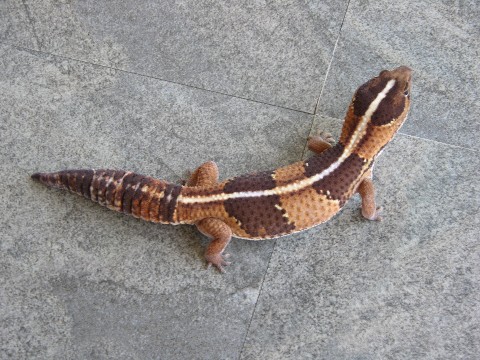 Striped Fattail het Albino