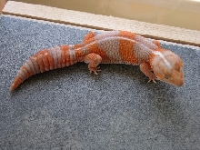 Tangerine Striped Albino Fattail
