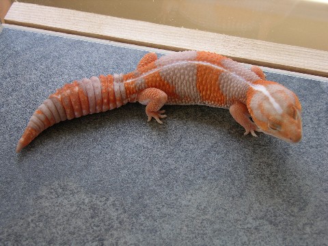 Tangerine Striped Albino Fattail