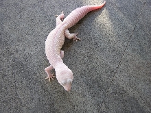 Blazing Blizzard Male Breeder