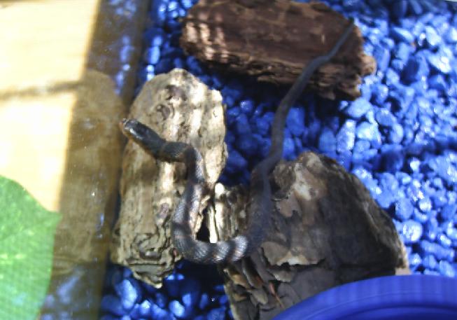 Florida Banded Water Snake
