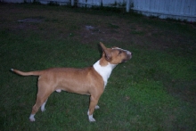 14 month old male