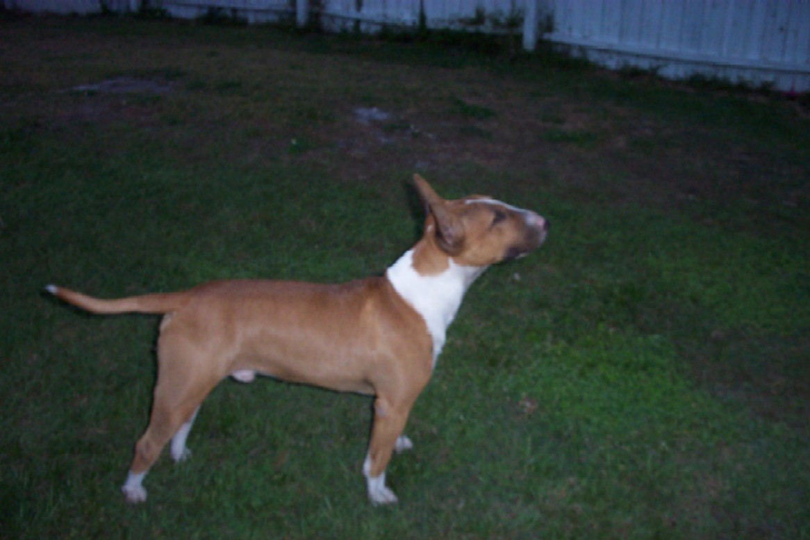 14 month old male