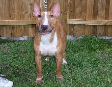 International  Pedigreed Female