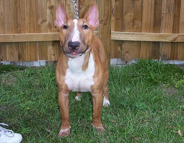 International  Pedigreed Female