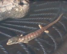 Skink