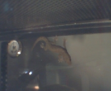 Neo the House Gecko