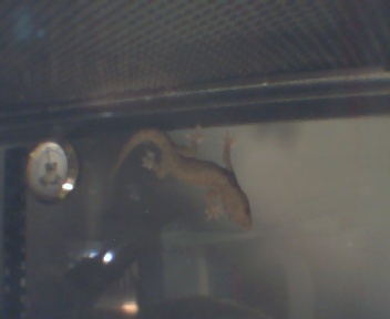 Neo the House Gecko