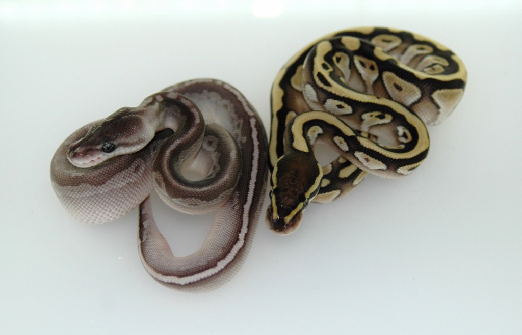 Gargoyle Lesser and Lesser