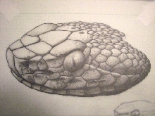 A. c. phaeogaster head