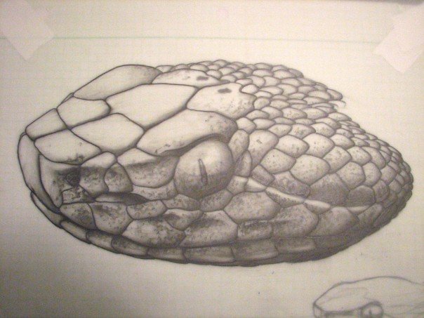 A. c. phaeogaster head