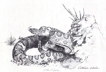 Prairie rattler