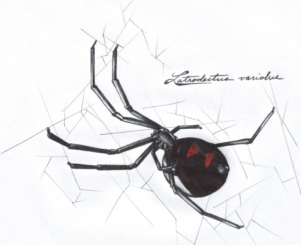 Northern widow