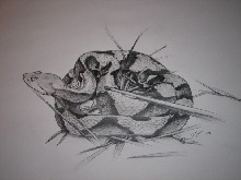 coiled copperhead, pencil