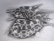 Dusky pigmy