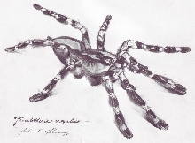 Poecilotheria ornata