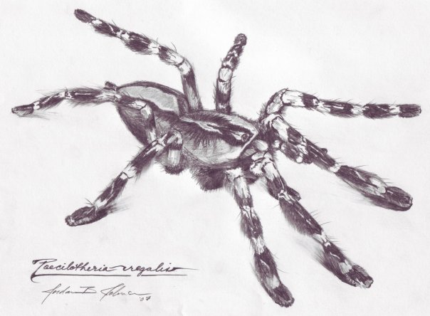 Poecilotheria ornata
