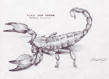 Scorpio maurus