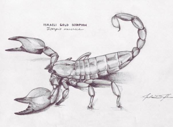 Scorpio maurus