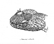 eyelash stipple