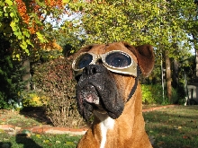 Gus and his Doggles