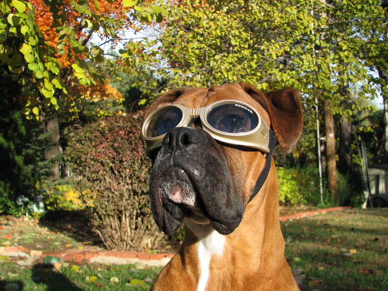 Gus and his Doggles