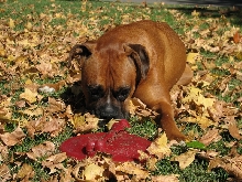 Gus Allen and his frisbee