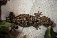 Unkown Gecko