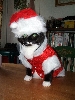 Santa Jade