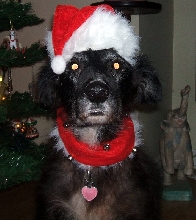 Zoe - our Christmas Elf