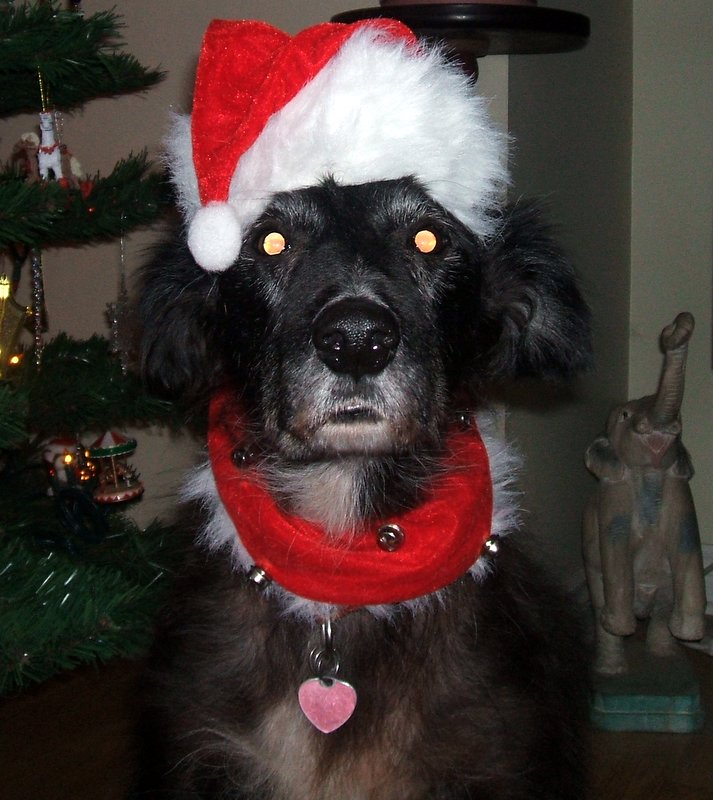 Zoe - our Christmas Elf