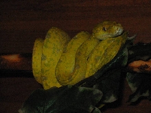 Female Biak type